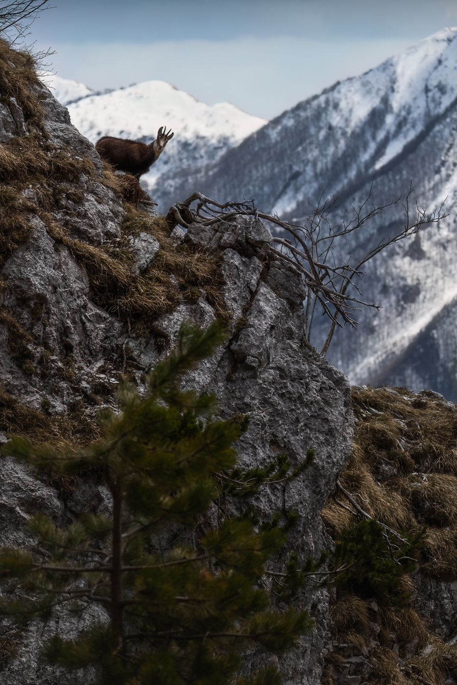 Camoscio alpino (Rupicapra rupicapra) sui ripidi versanti montuosi delle cime del Parco Naturale delle Prealpi Giulie, Italia.