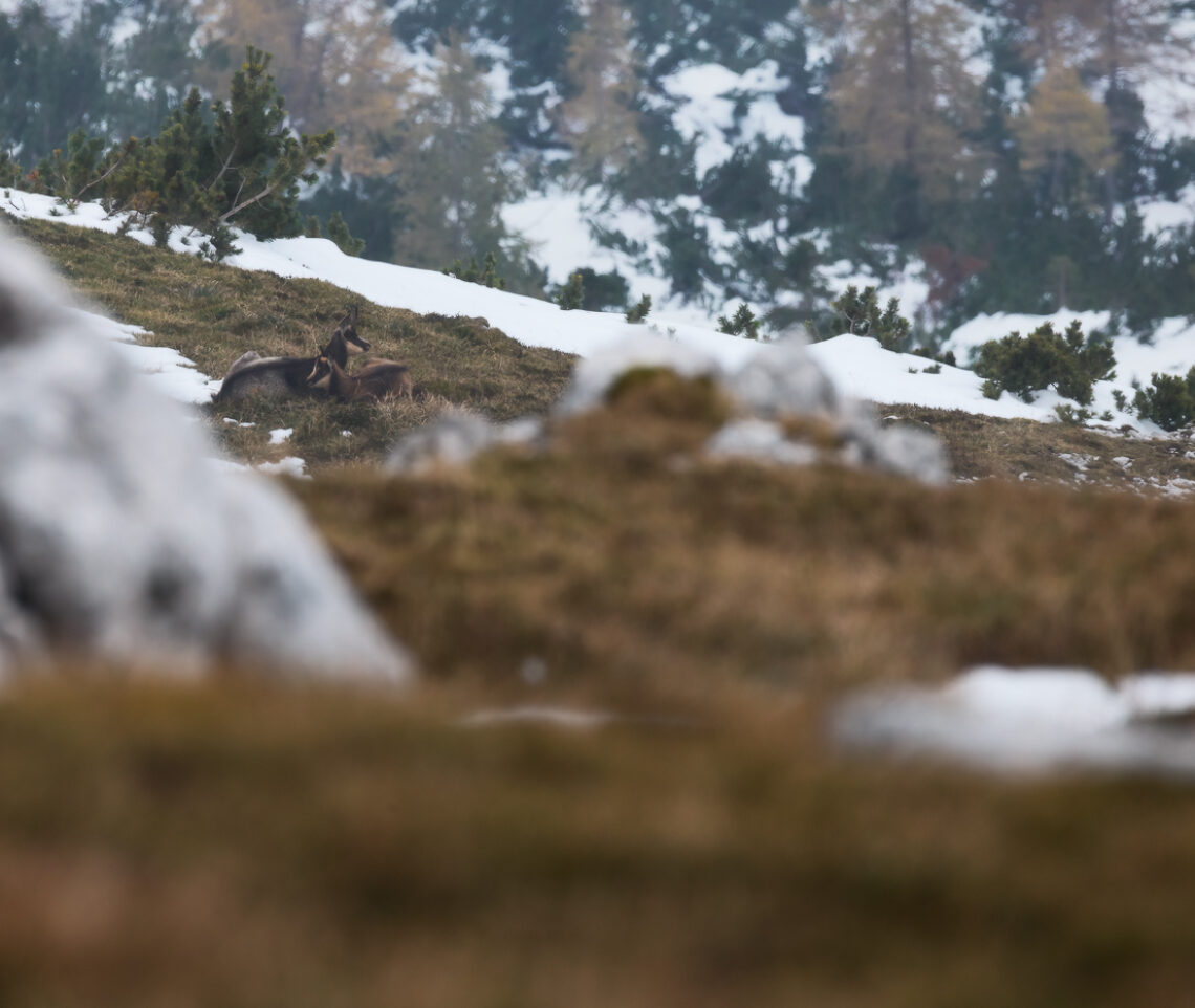 La tenerezza. Camoscio alpino (Rupicapra rupicapra). Alpi Giulie, Italia.