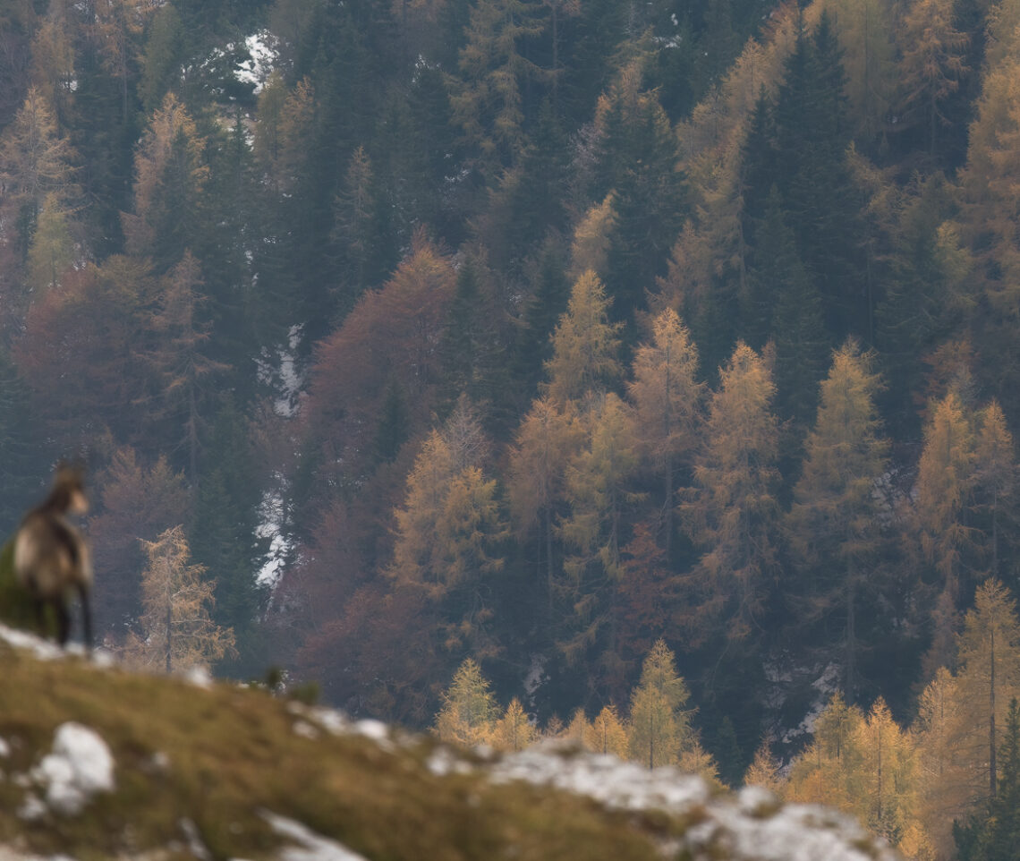 Le foreste alpine, in autunno, sono uno spettacolo per chiunque. Camoscio alpino (Rupicapra rupicapra). Alpi Giulie, Italia.