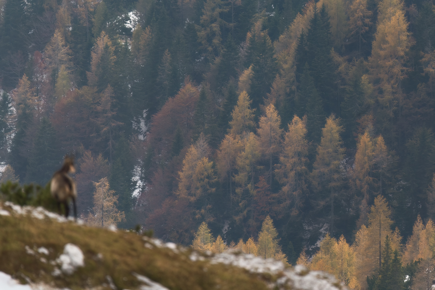 Le foreste alpine, in autunno, sono uno spettacolo per chiunque. Camoscio alpino (Rupicapra rupicapra). Alpi Giulie, Italia.