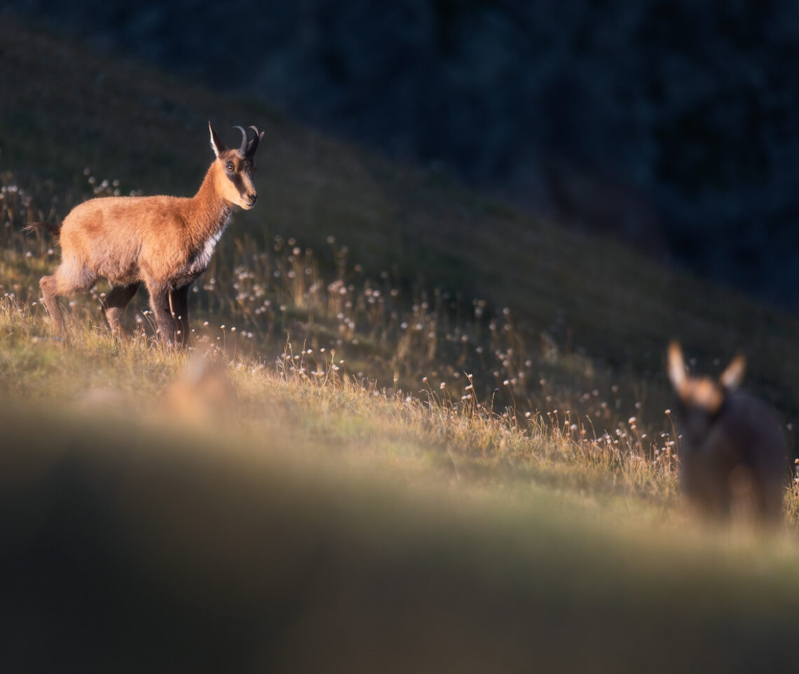 Giovani camosci appenninici (Rupicapra pyrenaica ornata) ritrovano tutta la loro energia alle prime calde luci del giorno. Parco Nazionale dei Monti Sibillini, Italia.