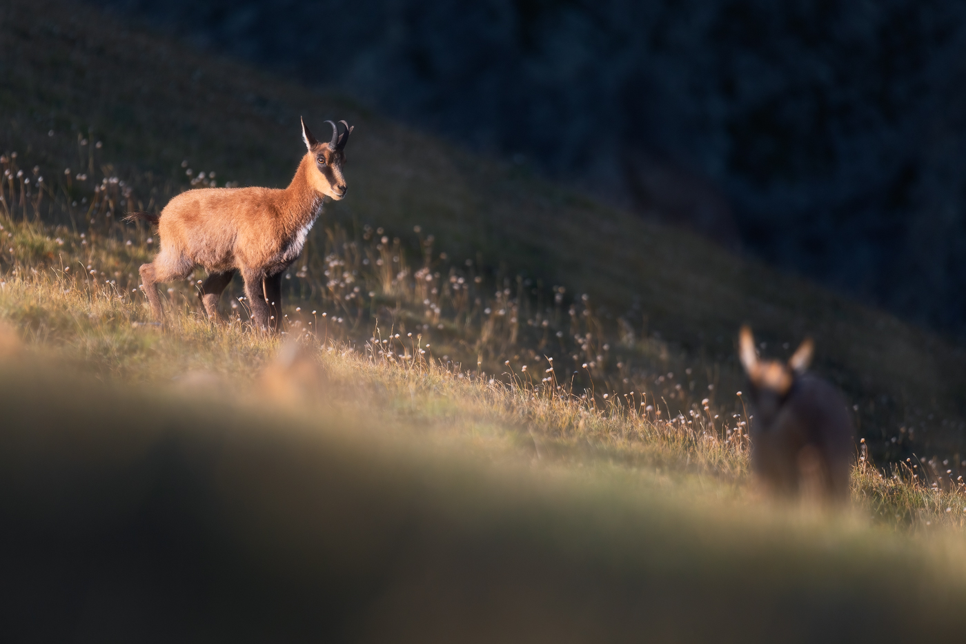 Giovani camosci appenninici (Rupicapra pyrenaica ornata) ritrovano tutta la loro energia alle prime calde luci del giorno. Parco Nazionale dei Monti Sibillini, Italia.