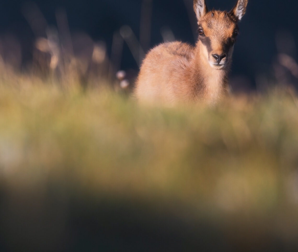 Tutta l’innocenza del piccolo camoscio appenninico (Rupicapra pyrenaica ornata). Parco Nazionale dei Monti Sibillini, Italia.