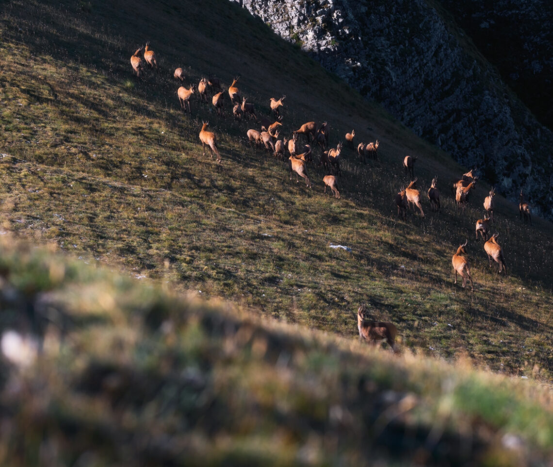 Un folto gruppo di camosci appenninici (Rupicapra pyrenaica ornata) viene accarezzato dal sole del primo mattino. Parco Nazionale dei Monti Sibillini, Italia.