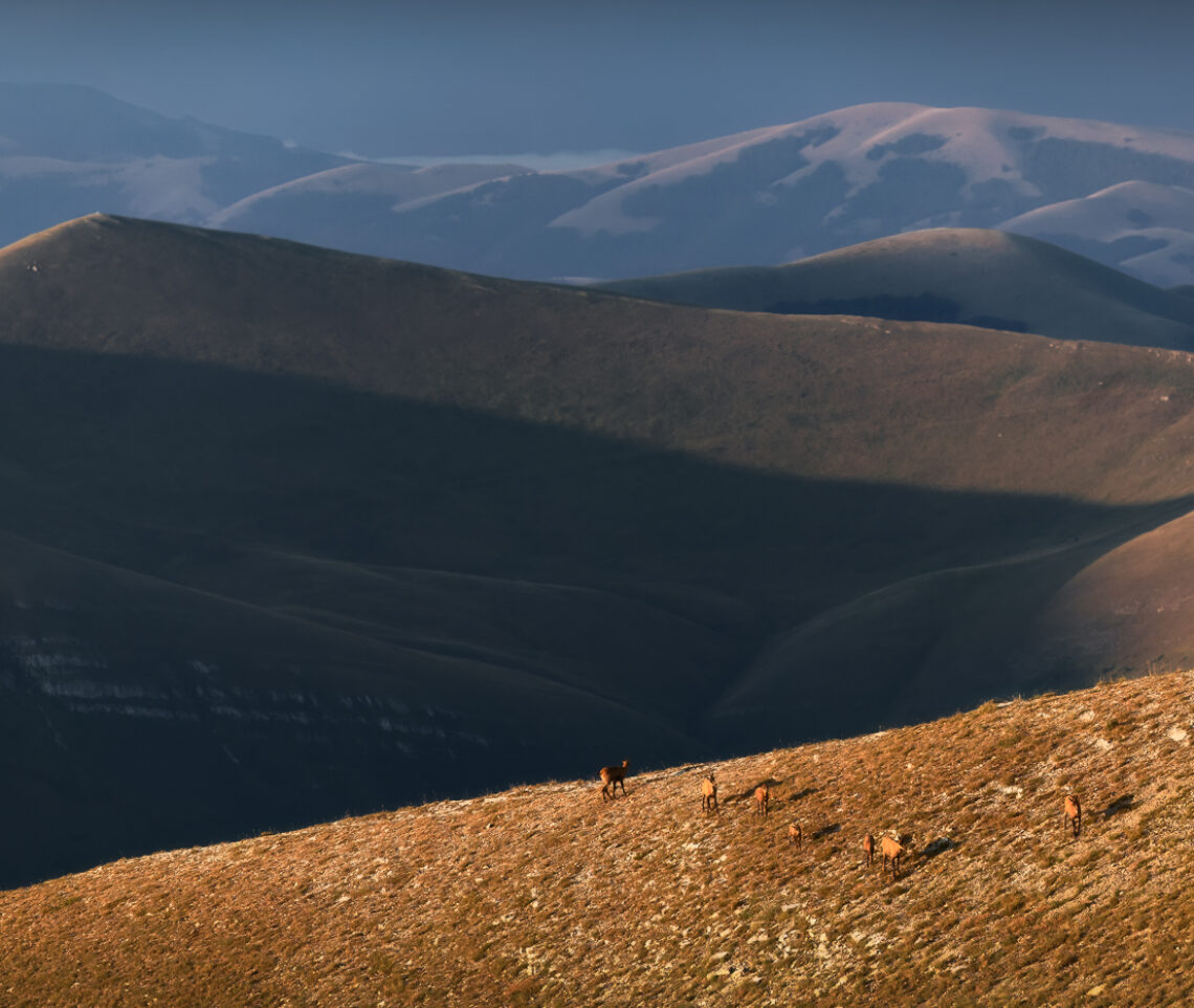 Miraggi di terre lontane ospitano nomadi camosci appenninici (Rupicapra pyrenaica ornata) in transito. Parco Nazionale dei Monti Sibillini, Italia.