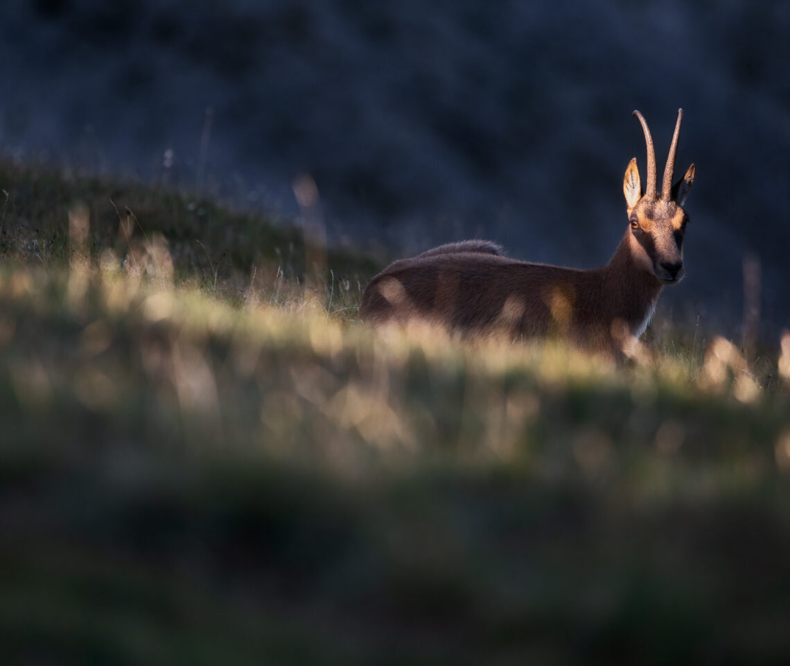 La luce radente dell’alba regala forme ed espressioni ricche di fascino. Camoscio appenninico (Rupicapra pyrenaica ornata). Parco Nazionale dei Monti Sibillini, Italia.