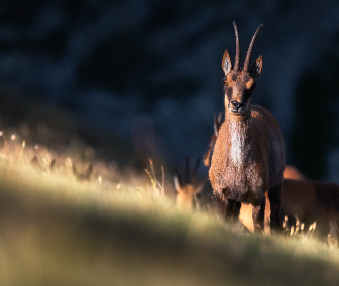 La curiosità in uno sguardo. Camoscio appenninico (Rupicapra pyrenaica ornata). Parco Nazionale dei Monti Sibillini, Italia.