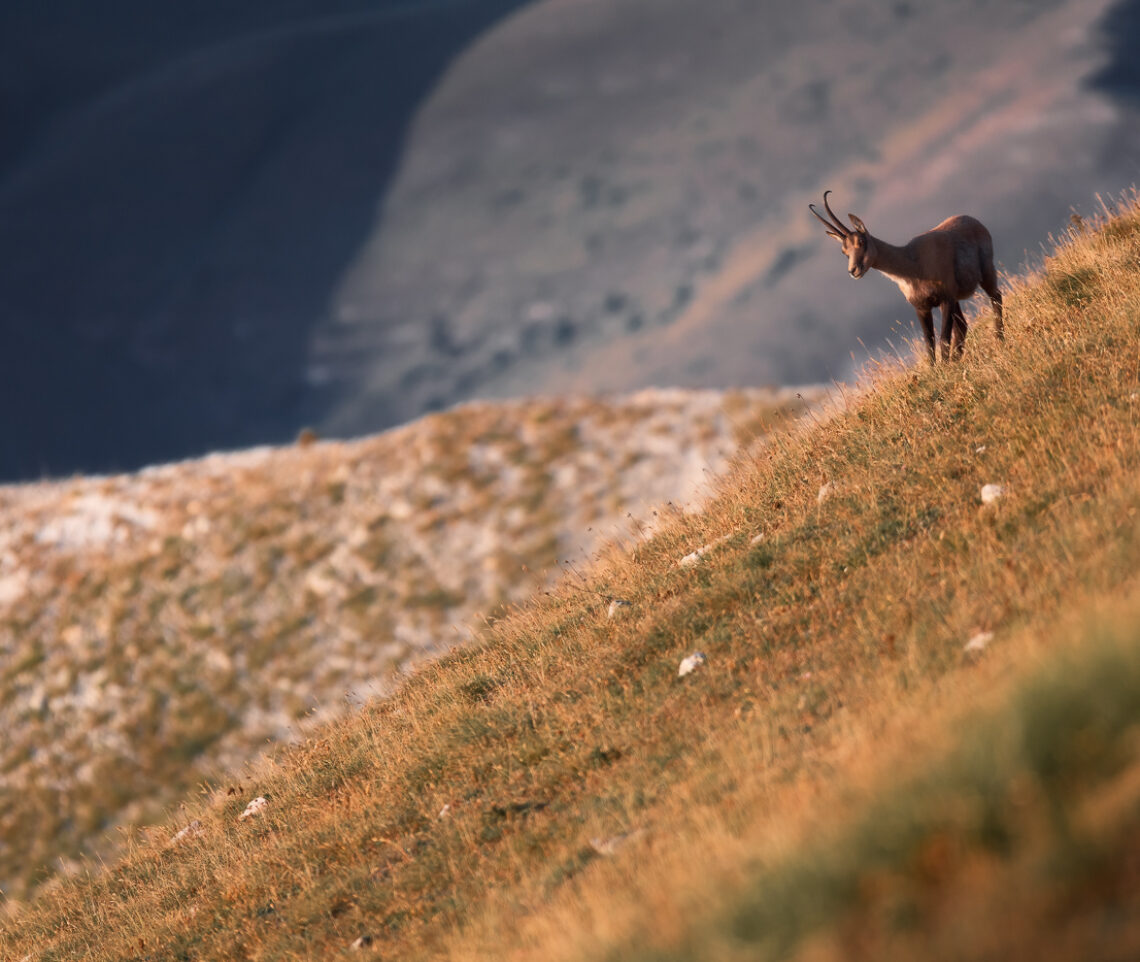 Slancio, dinamismo, grazia, fascino. È il camoscio appenninico (Rupicapra pyrenaica ornata). Parco Nazionale dei Monti Sibillini, Italia.