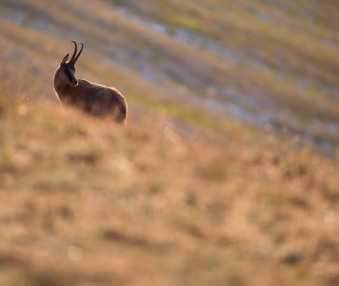 L’elegante sagoma di un camoscio appenninico (Rupicapra pyrenaica ornata) si staglia controluce nelle praterie pennellate d’alba dei Monti Sibillini, Italia.