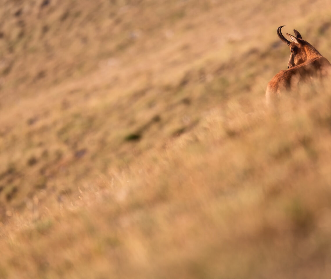 È l’ora d’oro sui pendii erbosi dei Monti Sibillini. Dall’erba alta emergono gli affascinanti camosci appenninici (Rupicapra pyrenaica ornata). Parco Nazionale dei Monti Sibillini, Italia.