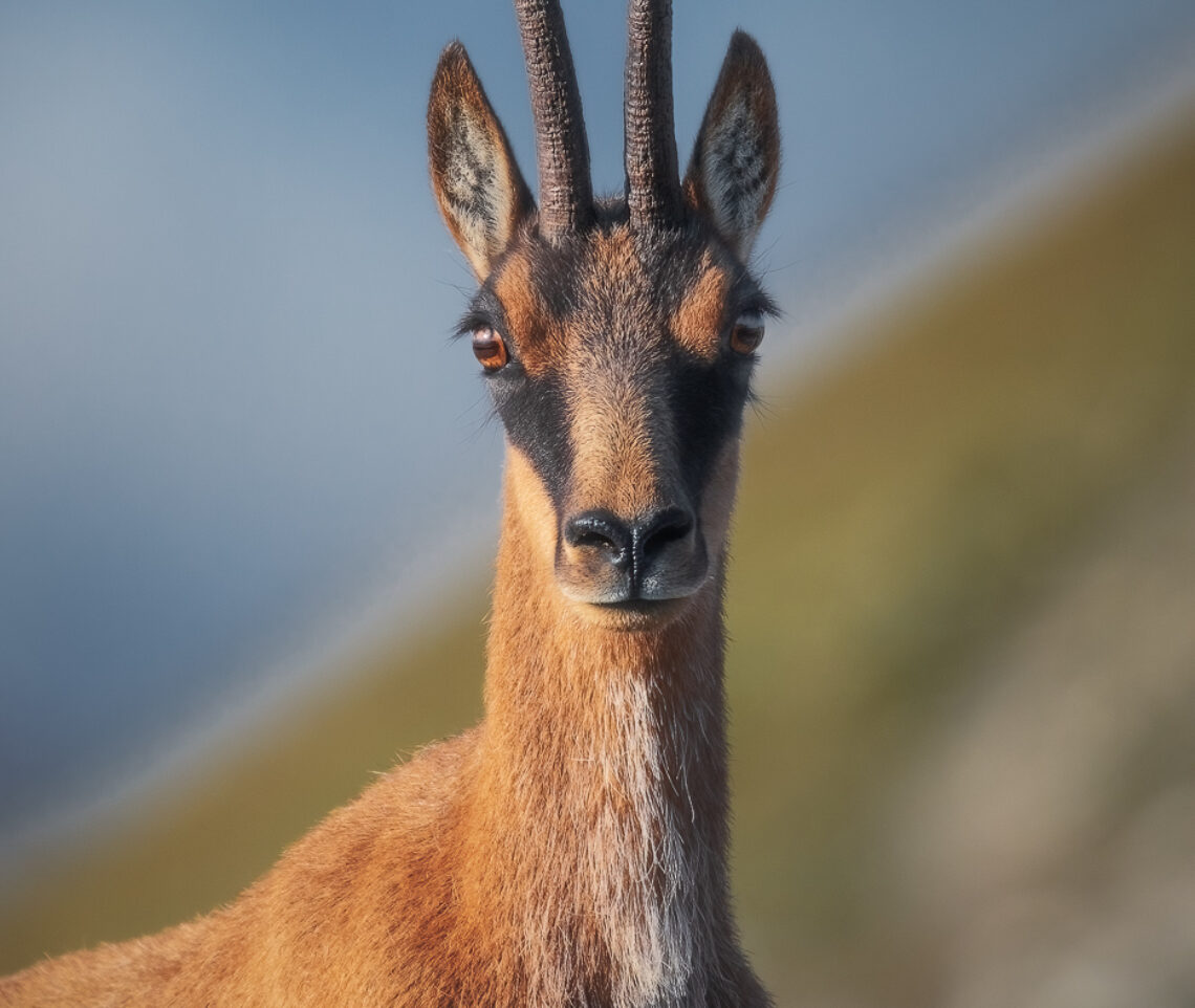 La perfezione. Camoscio appenninico (Rupicapra pyrenaica ornata). Parco Nazionale dei Monti Sibillini, Italia.