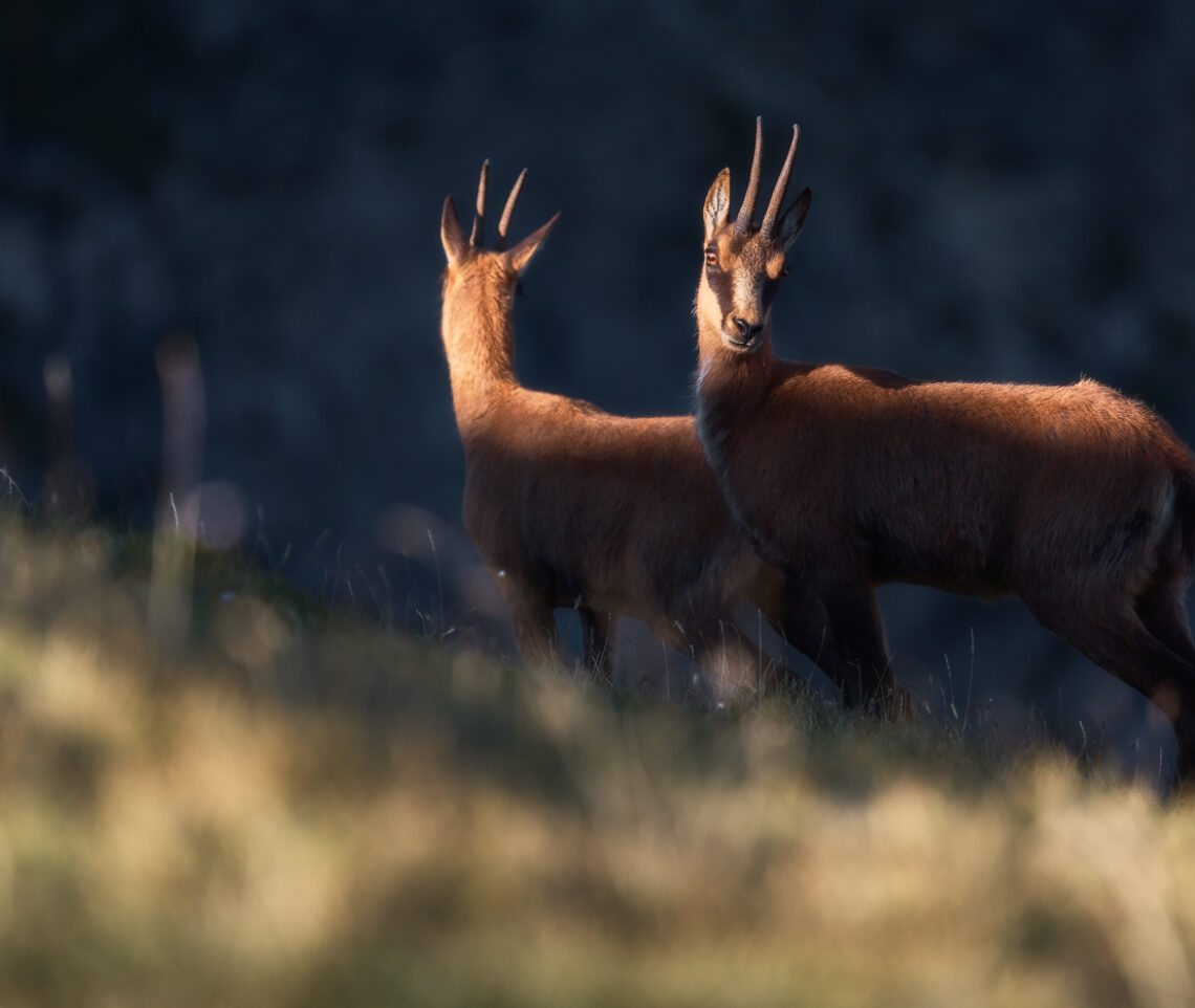 Uno specchio? Camoscio appenninico (Rupicapra pyrenaica ornata). Parco Nazionale dei Monti Sibillini, Italia.