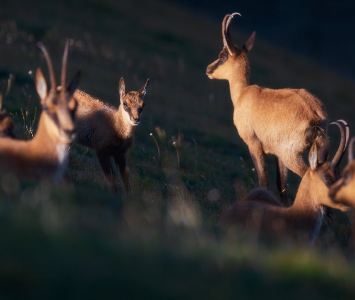 Il dono della luce. Camoscio appenninico (Rupicapra pyrenaica ornata). Parco Nazionale dei Monti Sibillini, Italia.