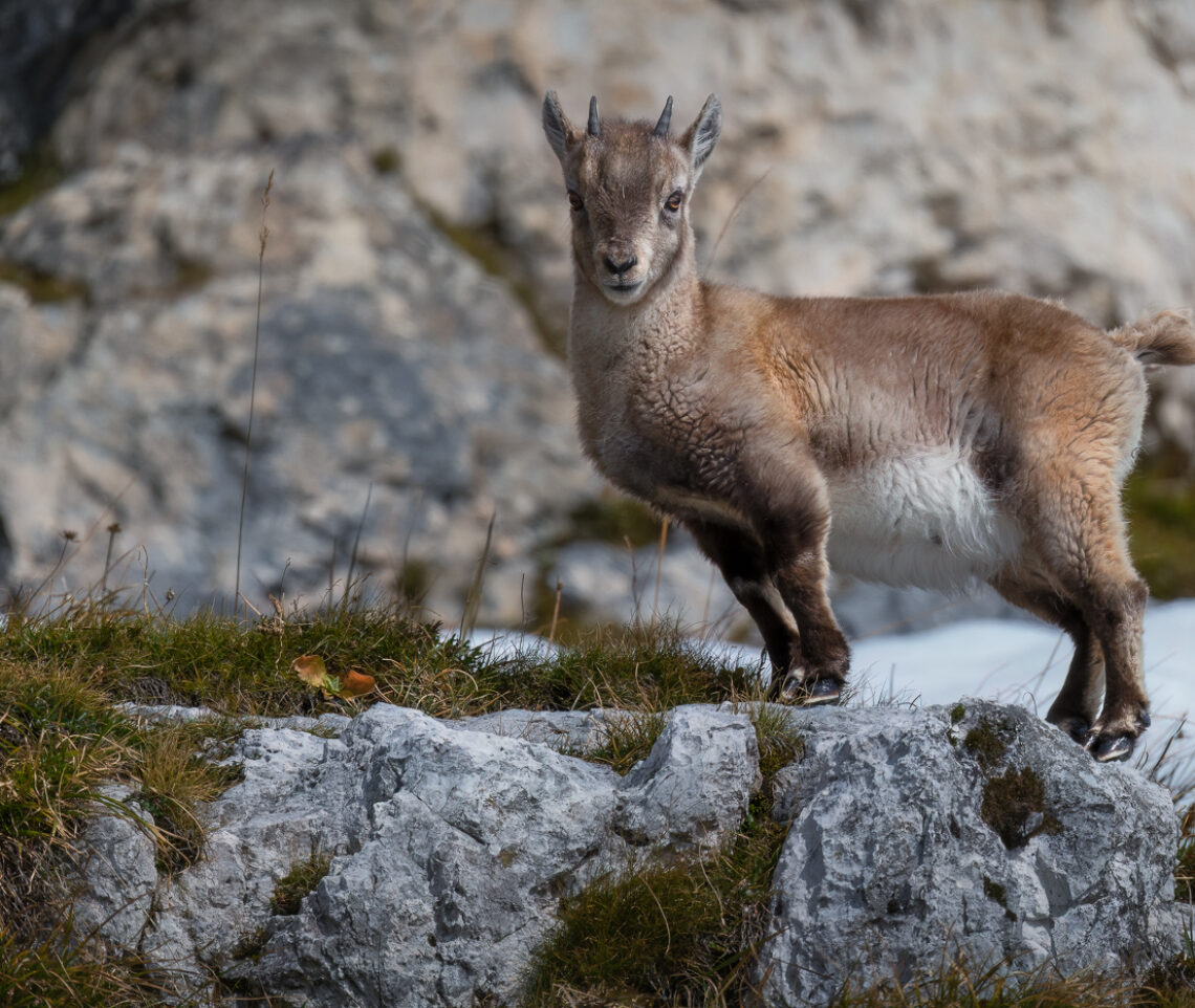 Un giovanissimo capretto di stambecco alpino (Capra ibex) è pronto a iniziare il suo primo inverno sulle Alpi Giulie, Italia.