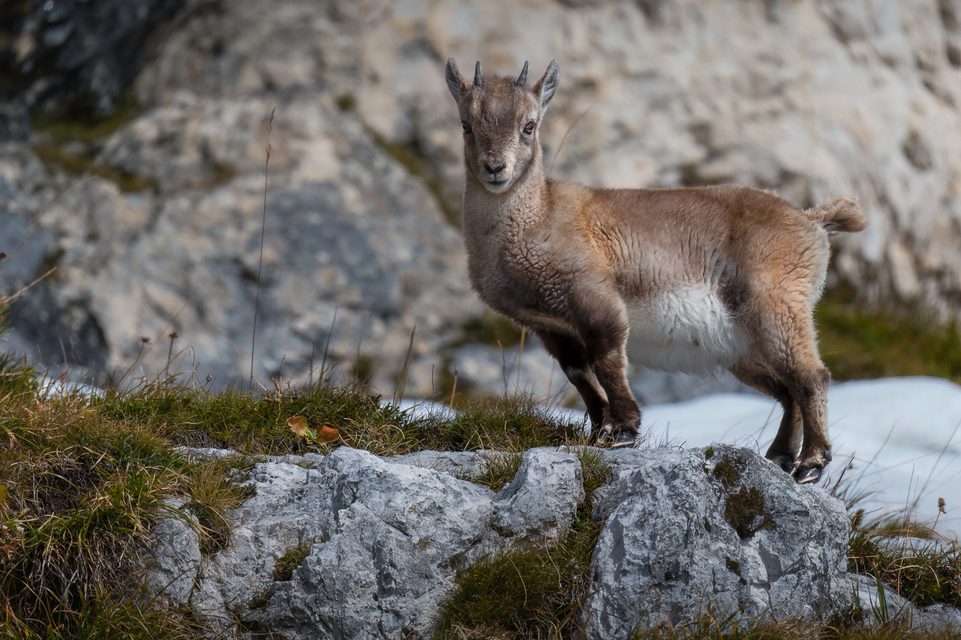 Un giovanissimo capretto di stambecco alpino (Capra ibex) è pronto a iniziare il suo primo inverno sulle Alpi Giulie, Italia.