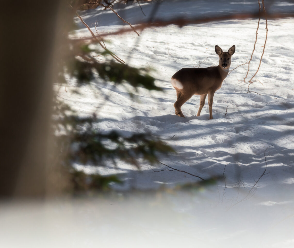 Un capriolo (Capreolus capreolus) emette un richiamo di avvertimento prima di fuggire nella neve. Parco Naturale Dolomiti Friulane, Italia.