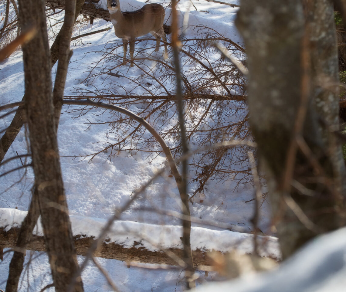 In inverno anche la fuga è l’ultima scelta per risparmiare energie preziose. Capriolo (Capreolus capreolus). Parco Naturale Dolomiti Friulane, Italia.