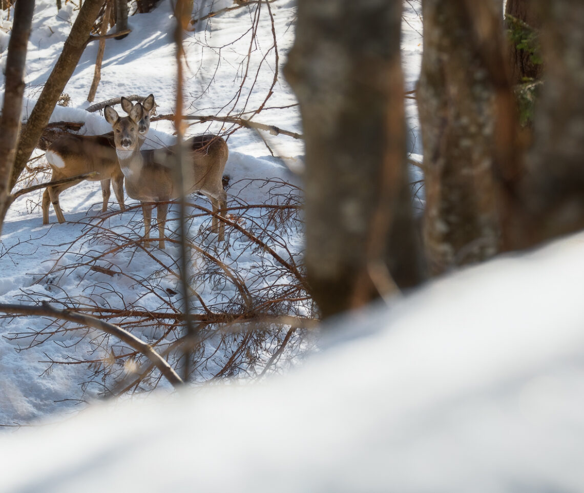 Caprioli (Capreolus capreolus) in manto invernale mi osservano attentamente fra gli alberi dei boschi delle Dolomiti Friulane, Italia.