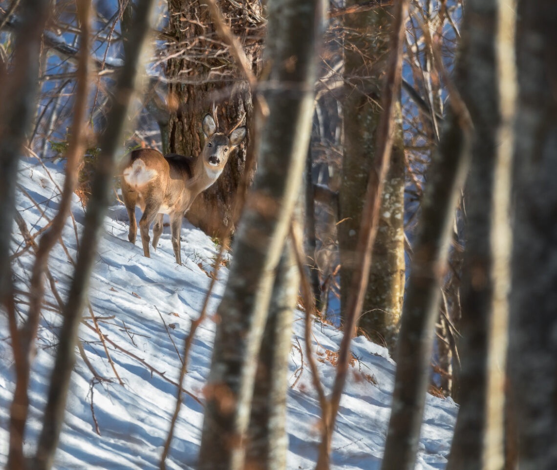 Un varco fra gli alberi apre il sipario: comincia lo spettacolo. Capriolo (Capreolus capreolus). Parco Naturale Dolomiti Friulane, Italia.