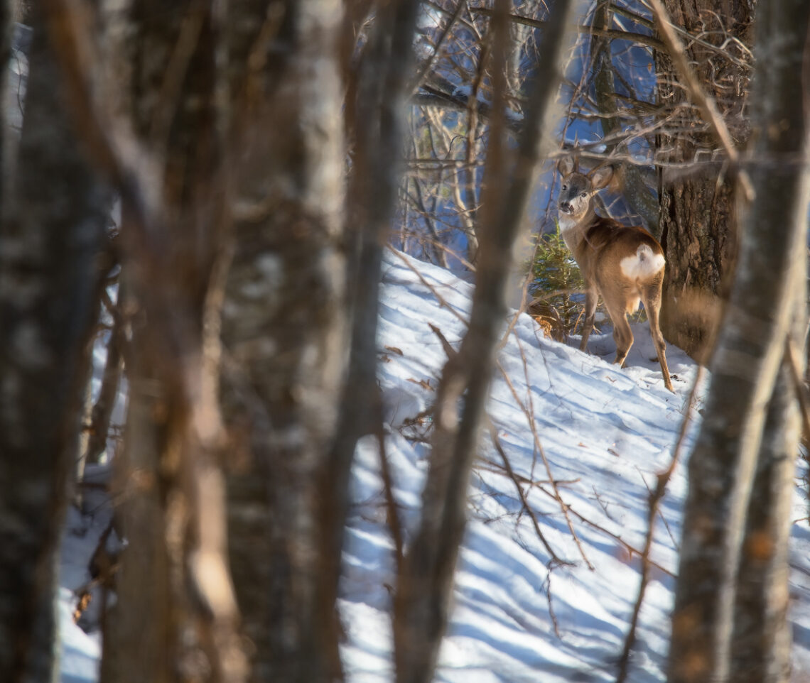 Un capriolo maschio (Capreolus capreolus) si accorge della mia presenza. Parco Naturale Dolomiti Friulane, Italia.