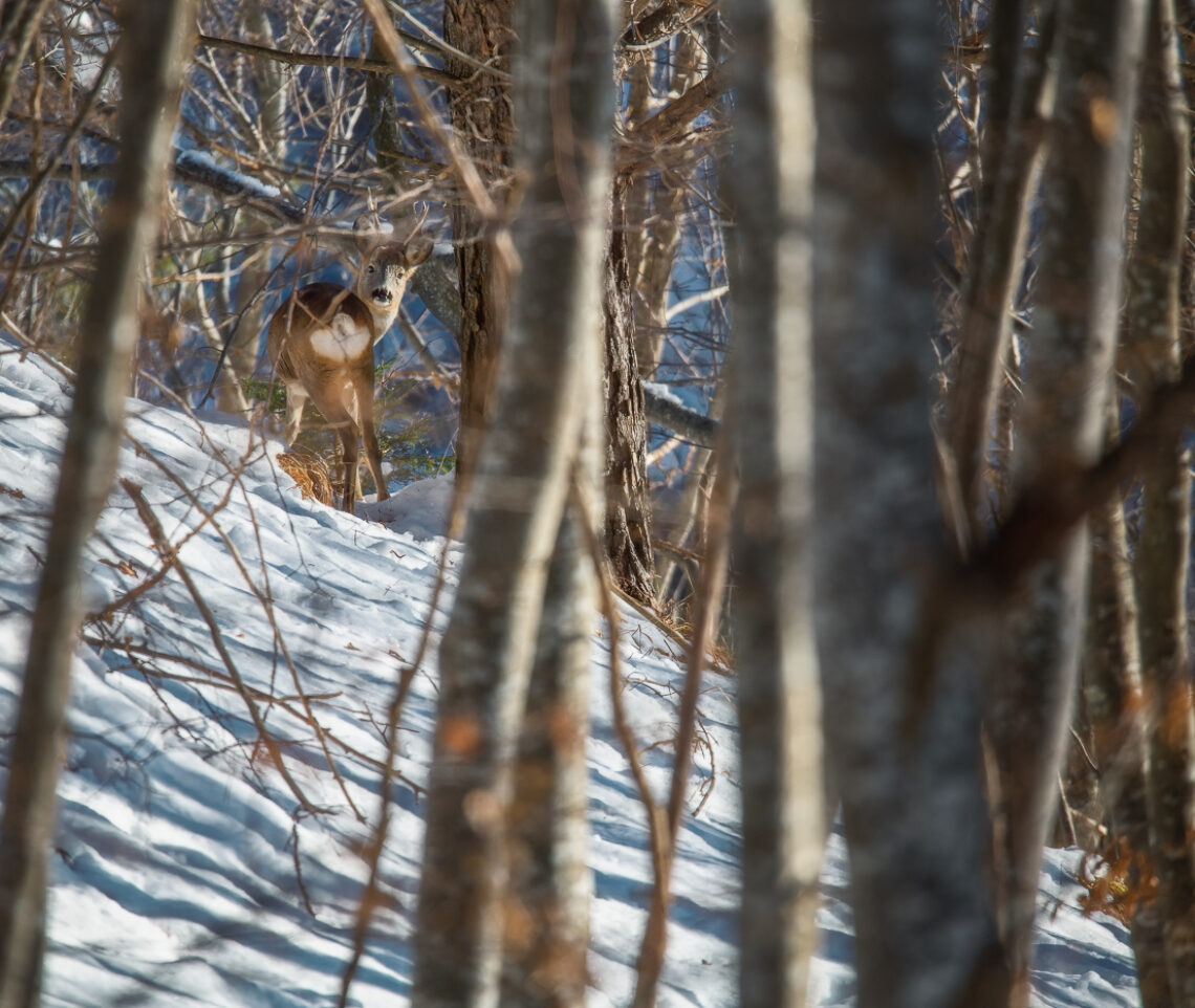 Capriolo maschio (Capreolus capreolus) controlla tutti i miei movimenti. Parco Naturale Dolomiti Friulane, Italia.