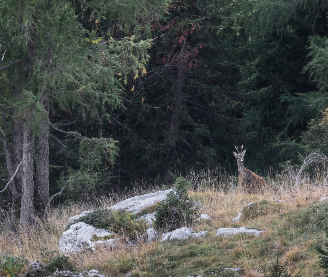 Capriolo maschio (Capreolus capreolus) in allerta al limite del bosco. Alpi Giulie, Italia.