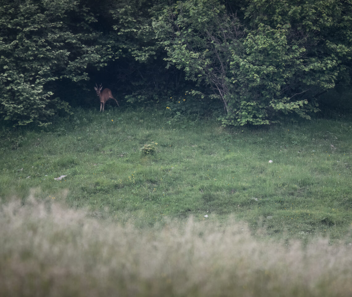 Capriolo maschio (Capreolus capreolus) esce con cautela dalle tenebre del bosco. Prealpi Carniche, Italia.