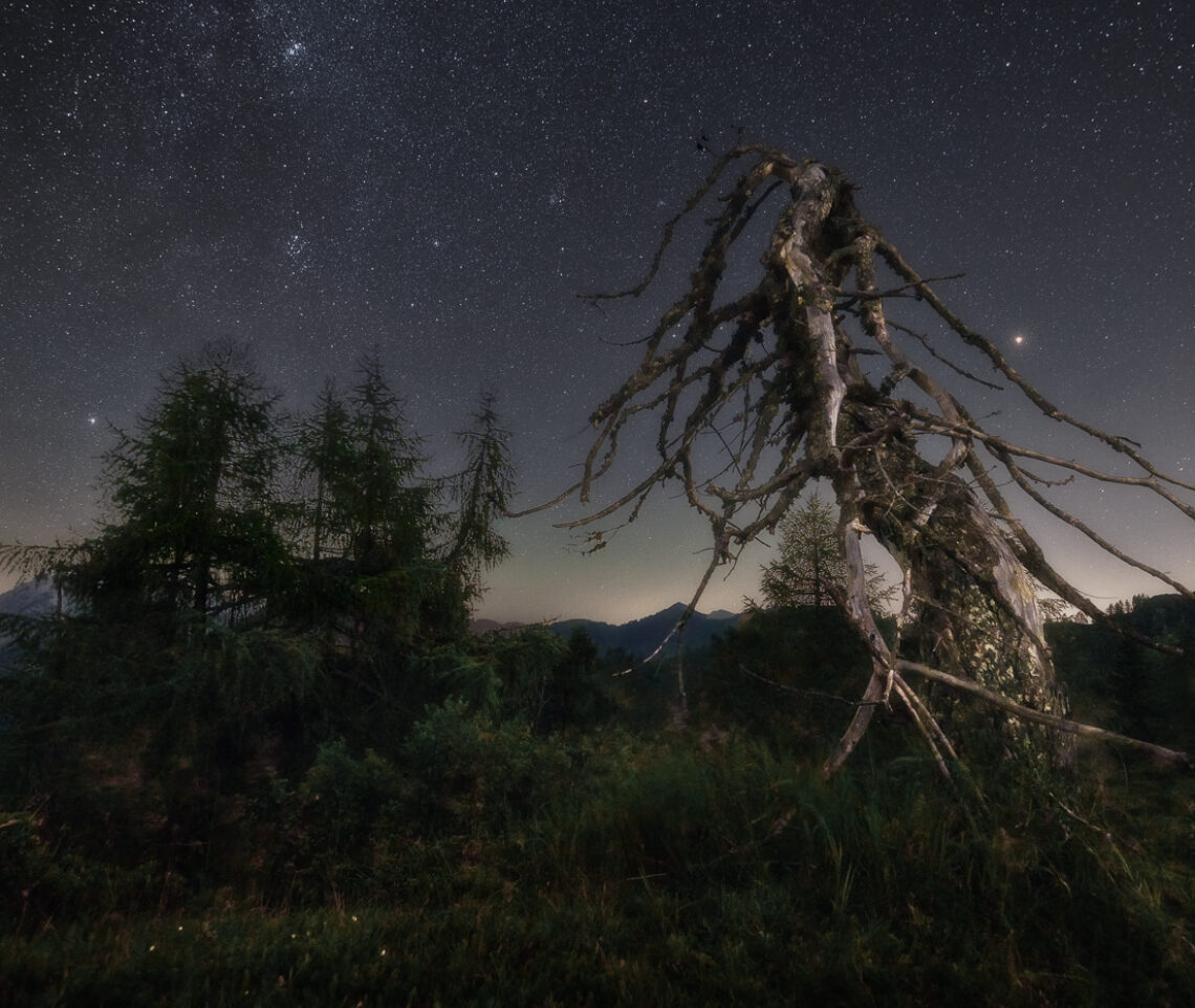 La memoria di un vecchio larice segnato dal tempo regala suggestione a una notte cosmica nel cuore delle Alpi Carniche, Italia.