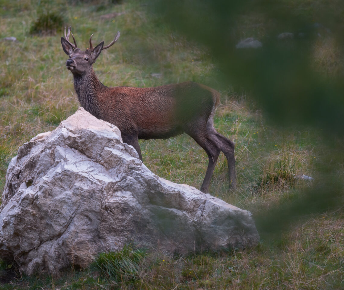 Giovane cervo maschio (Cervus elaphus) si arresta al centro di una radura ascoltando bramiti lontani. Alpi Carniche, Italia.