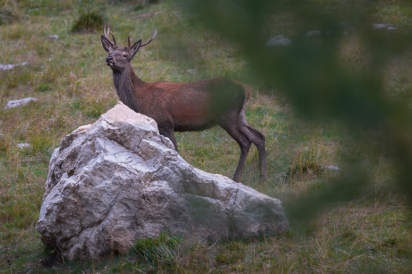 Giovane cervo maschio (Cervus elaphus) si arresta al centro di una radura ascoltando bramiti lontani. Alpi Carniche, Italia.