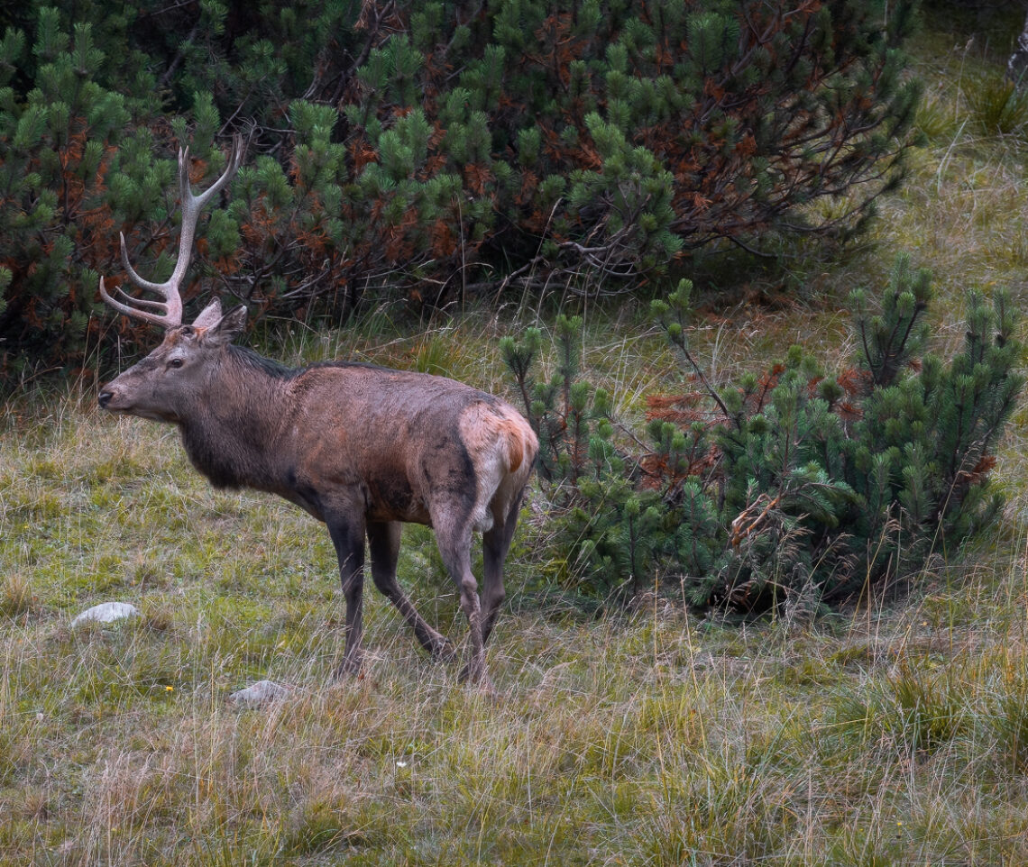 Cervo maschio (Cervus elaphus) con palco danneggiato durante la stagione degli amori. Alpi Carniche, Italia.