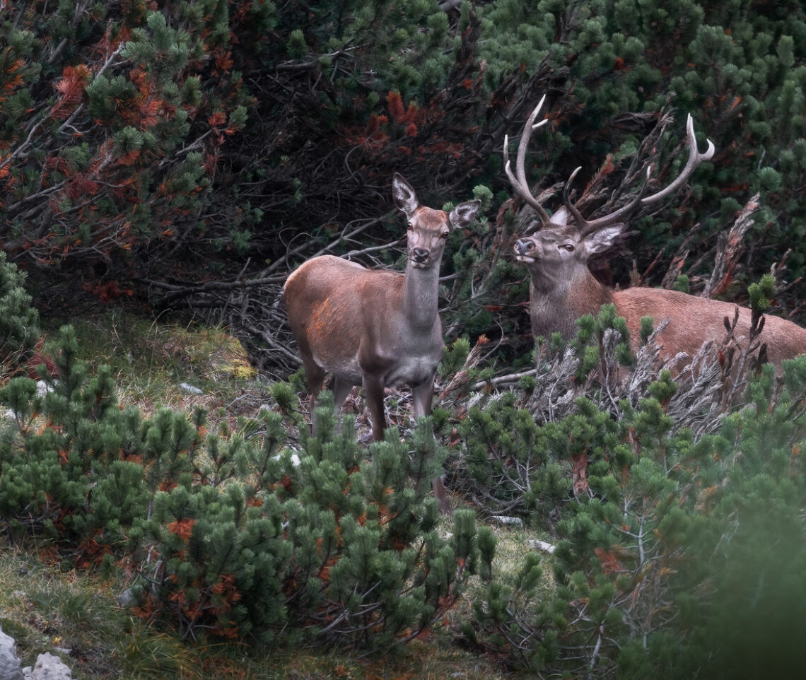 Femmina di cervo (Cervus elaphus) sempre allerta; maschio distratto. È l’amore. Alpi Carniche, Italia.