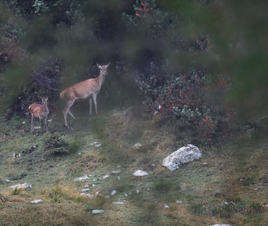 Femmina e piccolo di cervo (Cervus elaphus) con estrema attenzione si muovono ai limiti di una prateria d’alta quota. Alpi Carniche, Italia.