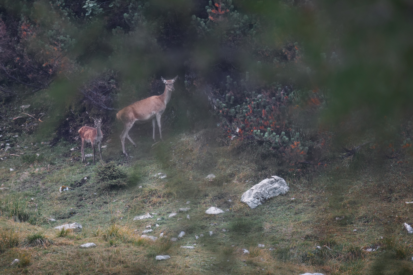 Femmina e piccolo di cervo (Cervus elaphus) con estrema attenzione si muovono ai limiti di una prateria d’alta quota. Alpi Carniche, Italia.