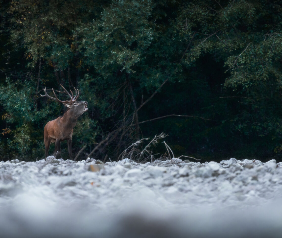 Il maschio esce dall’ombra del bosco e lancia il suo bramito agli sfidanti. Cervo nobile (Cervus elaphus). Parco Naturale Dolomiti Friulane, Italia.