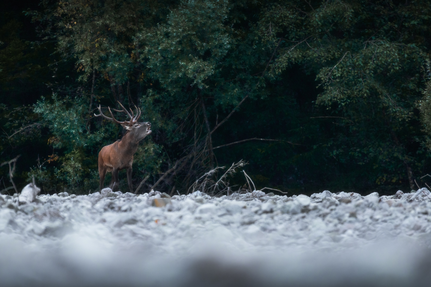 Il maschio esce dall’ombra del bosco e lancia il suo bramito agli sfidanti. Cervo nobile (Cervus elaphus). Parco Naturale Dolomiti Friulane, Italia.