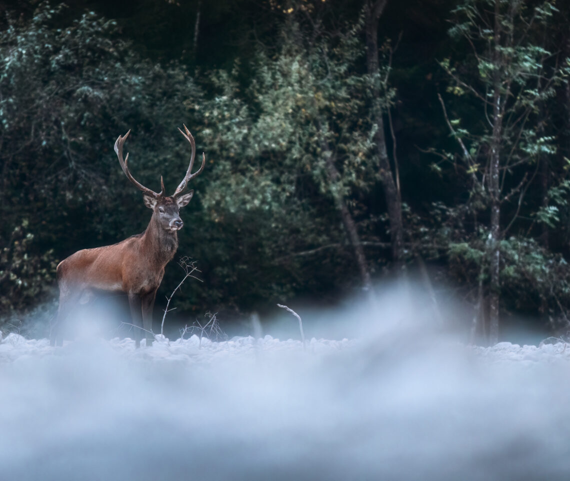 La magnificenza del cervo nobile (Cervus elaphus), qui nel suo periodo degli amori. Parco Naturale Dolomiti Friulane, Italia.