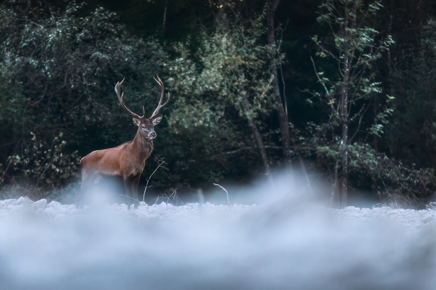La magnificenza del cervo nobile (Cervus elaphus), qui nel suo periodo degli amori. Parco Naturale Dolomiti Friulane, Italia.