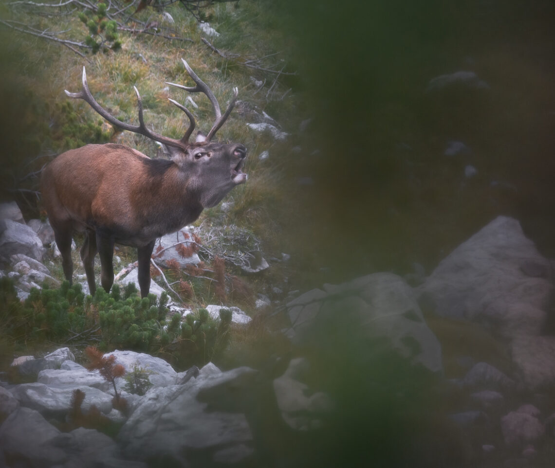 Tutta la potenza del cervo maschio (Cervus elaphus) durante il bramito. Alpi Carniche, Italia.