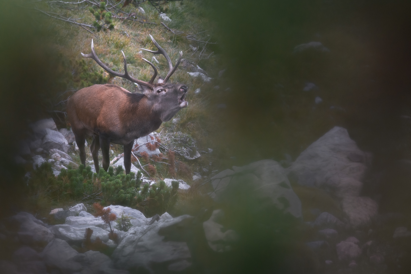 Tutta la potenza del cervo maschio (Cervus elaphus) durante il bramito. Alpi Carniche, Italia.