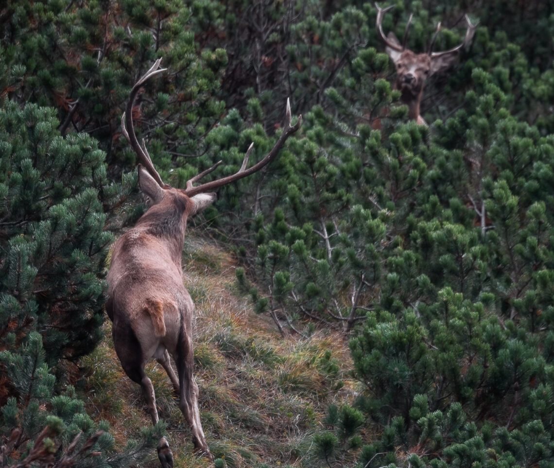 Scontro imminente. Cervo nobile (Cervus elaphus). Alpi Carniche, Italia.