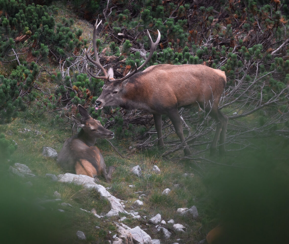 Cervo maschio (Cervus elaphus) verifica la propensione all’accoppiamento di una femmina del suo harem. Alpi Carniche, Italia.