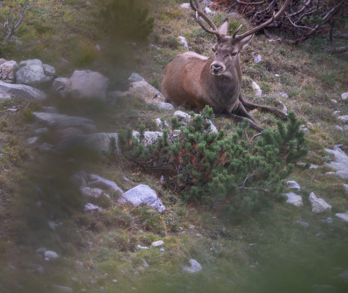 Cervo maschio (Cervus elaphus) si concede dei minuti di riposo senza perdere di vista il suo harem. Alpi Carniche, Italia.