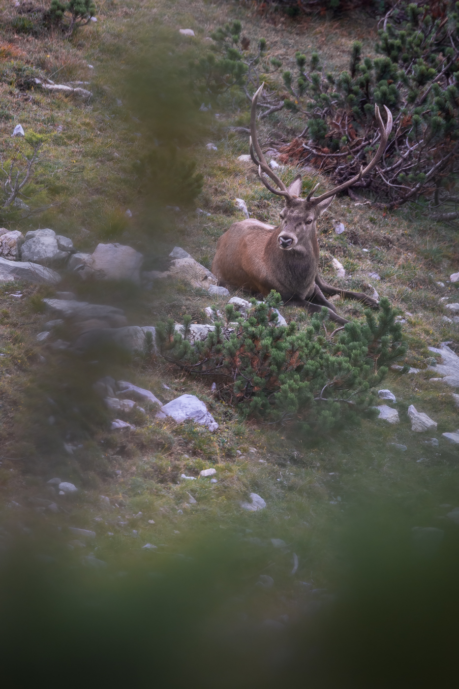 Cervo maschio (Cervus elaphus) si concede dei minuti di riposo senza perdere di vista il suo harem. Alpi Carniche, Italia.