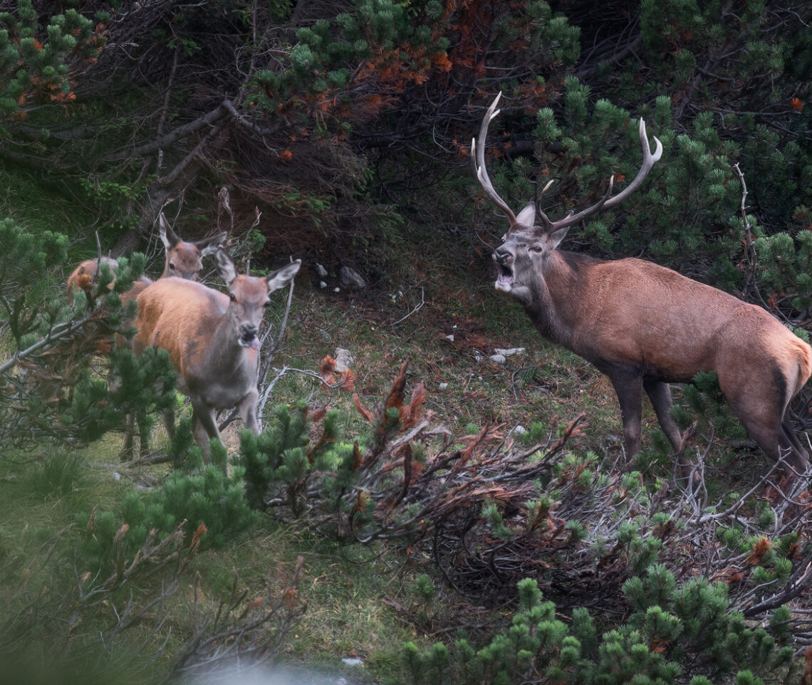 Ammirare il rituale riproduttivo del cervo nobile (Cervus elaphus) è sempre un privilegio. Alpi Carniche, Italia.