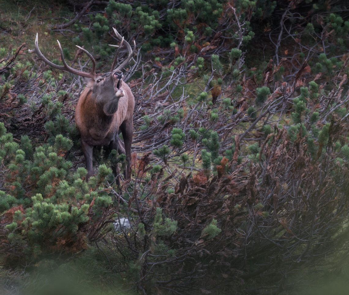 Fra i pini mughi, a 2000 metri di altitudine, il cervo maschio (Cervus elaphus) dominante mette in scena lo spettacolo del bramito. Alpi Carniche, Italia.