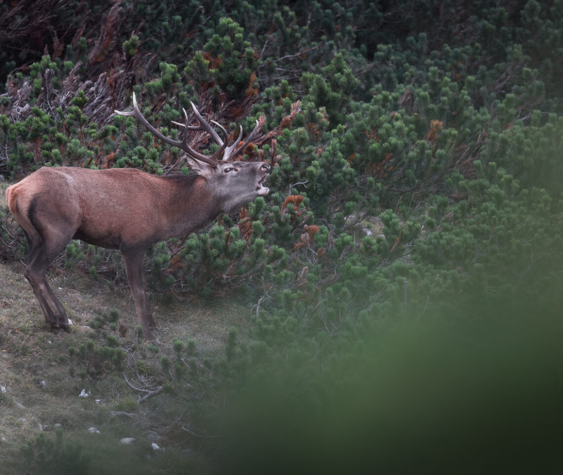 Non ci sono soste per i cervi maschi (Cervus elaphus) durante il periodo del bramito. Alpi Carniche, Italia.