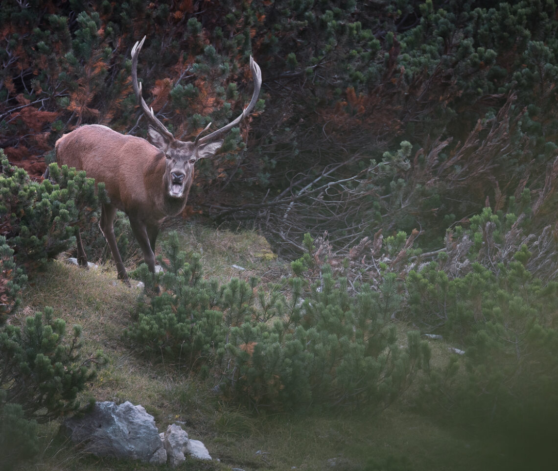 In uno scatto tutta l’energia sprigionata dai cervi maschi (Cervus elaphus) nel periodo del bramito. Alpi Carniche, Italia.