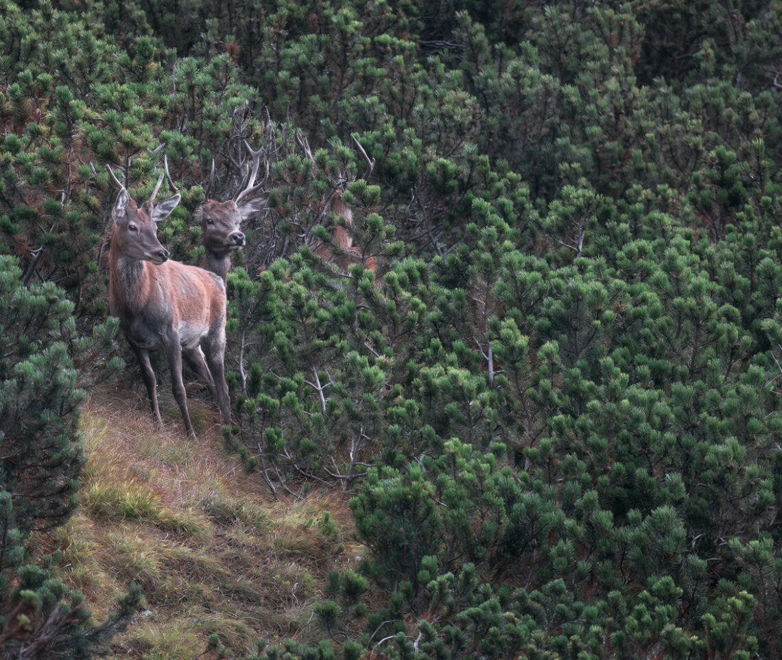 Giovani cervi maschi (Cervus elaphus) osservano impotenti, fra i mughi, l’harem del maschio dominante. Alpi Carniche, Italia.