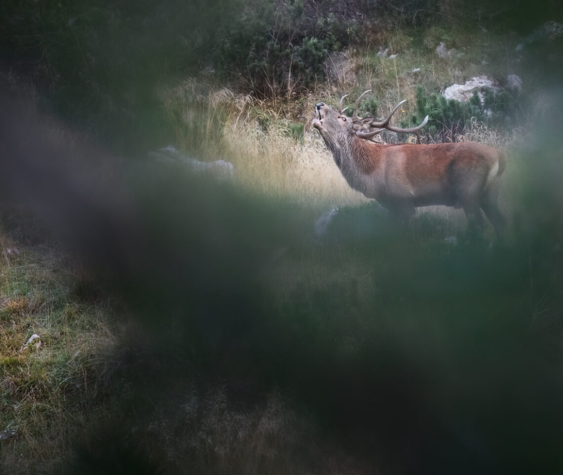 Cervo maschio (Cervus elaphus) in bramito nel cuore delle Alpi Carniche, Italia.